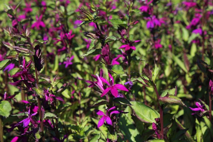 Lobelia speciosa (x) 'Tania'