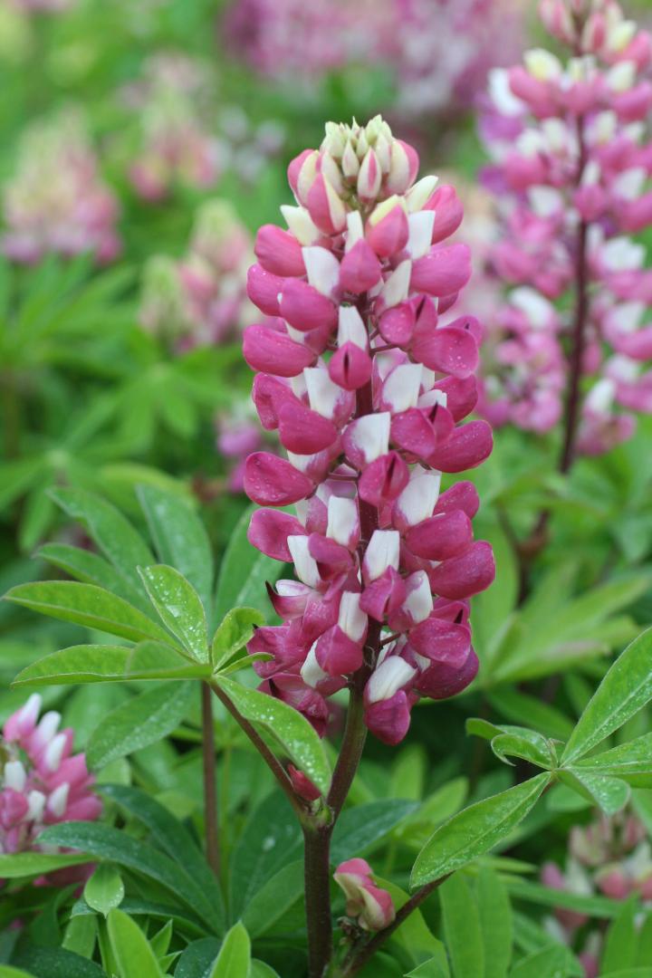 Lupinus  'The Chatelaine'