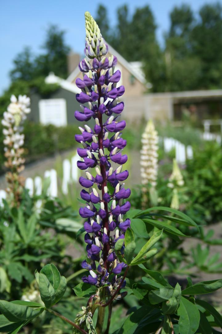 Lupinus  'Gallery Blue'