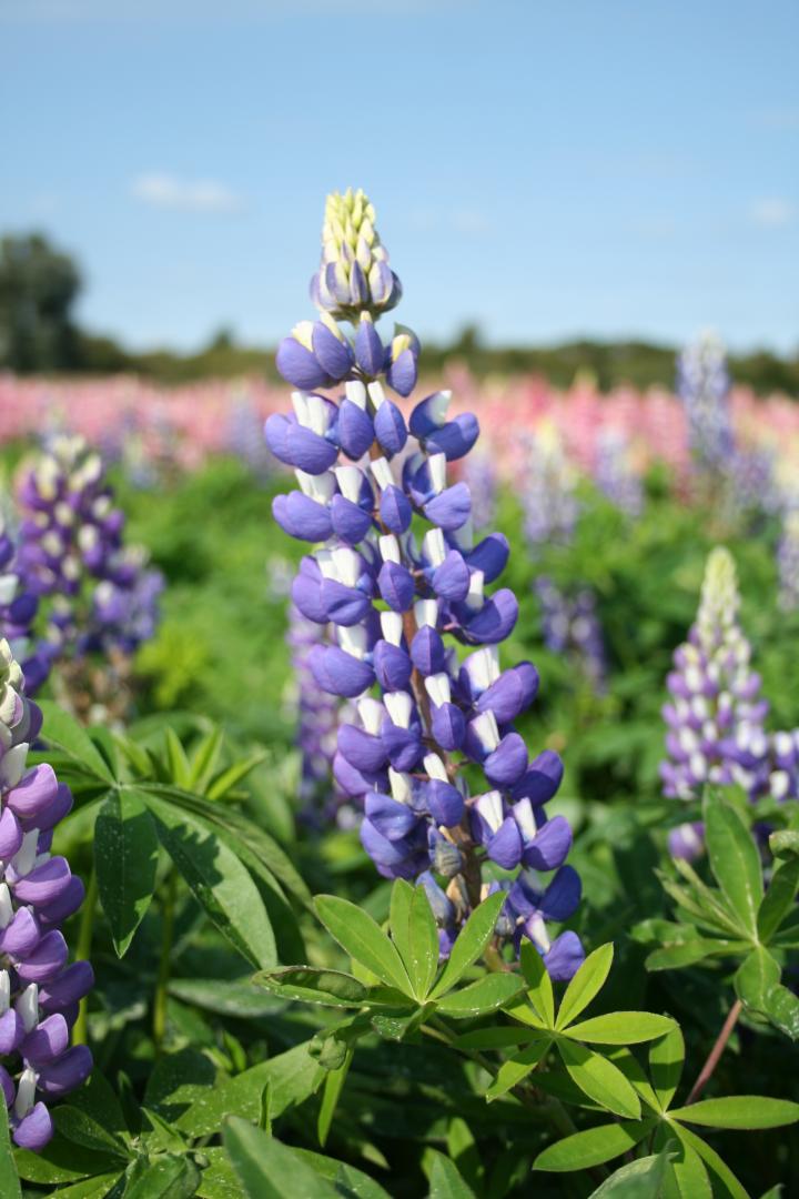 Lupinus  'The Governor'