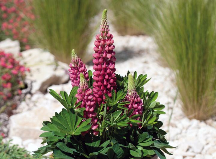 Lupinus  'Gallery Red'