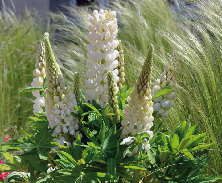 Lupinus  'Gallery White'