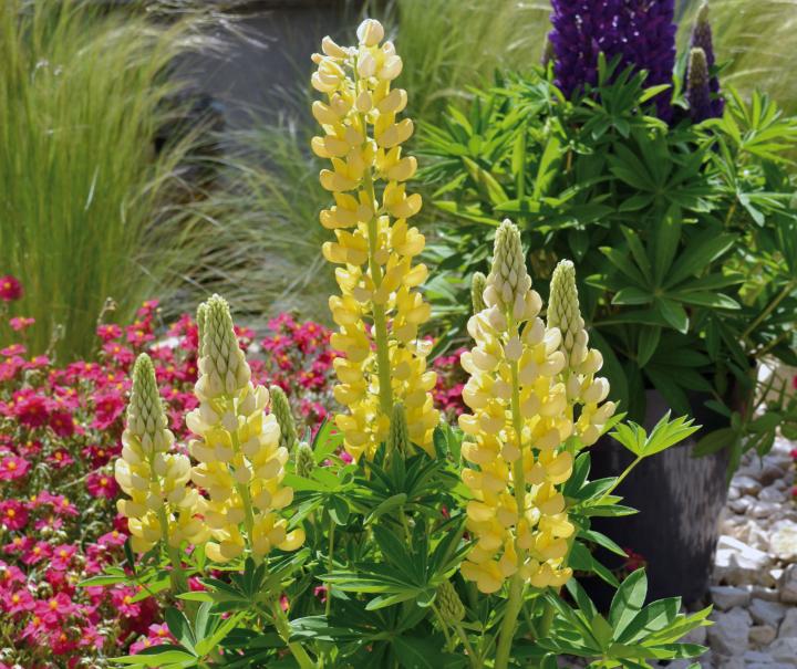 Lupinus  'Gallery Yellow'