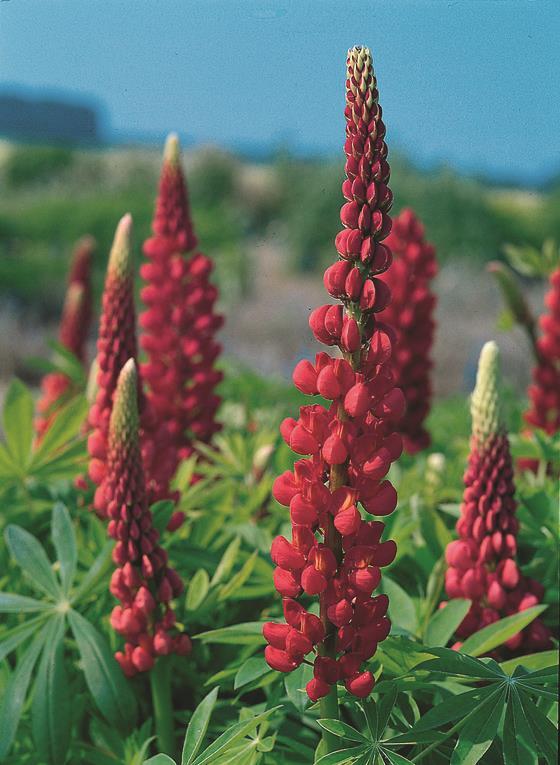 Lupinus  'My Castle'