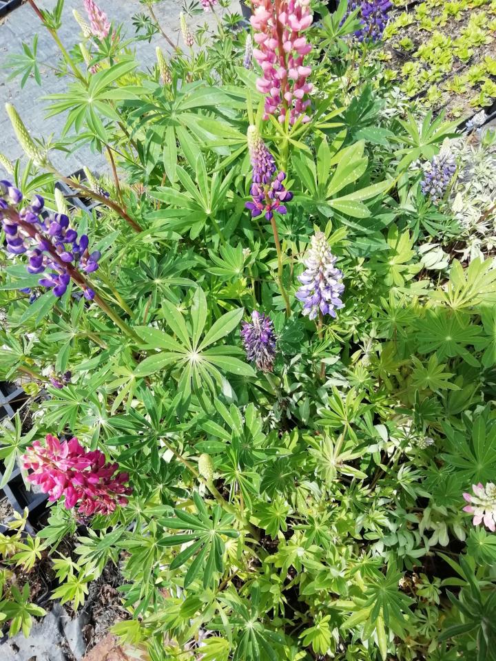 Lupinus  'Minarette'