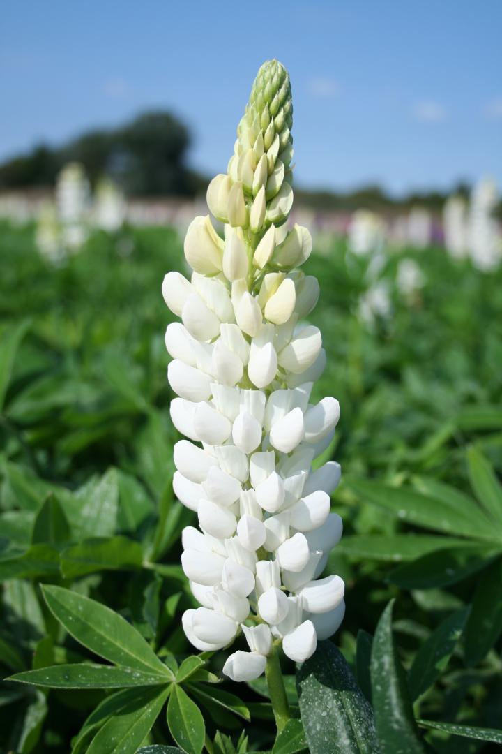 Lupinus  'Noble Maiden'