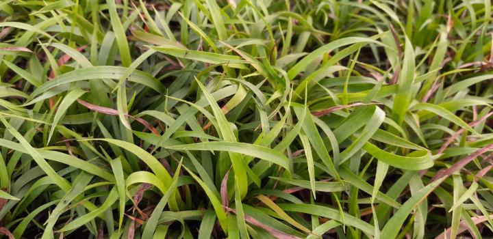 Luzula pilosa 'Igel'