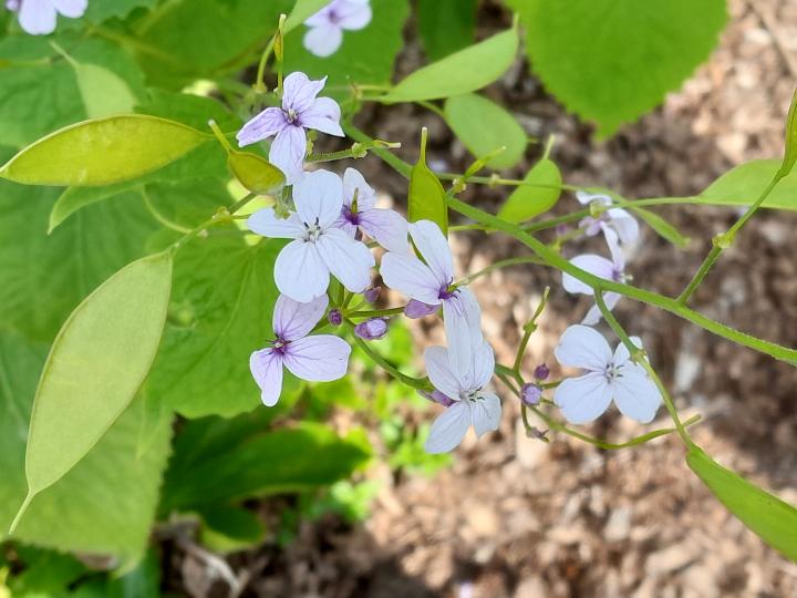 Lunaria rediviva