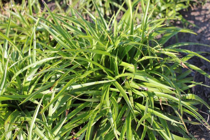 Luzula sylvatica 'Onderbos'