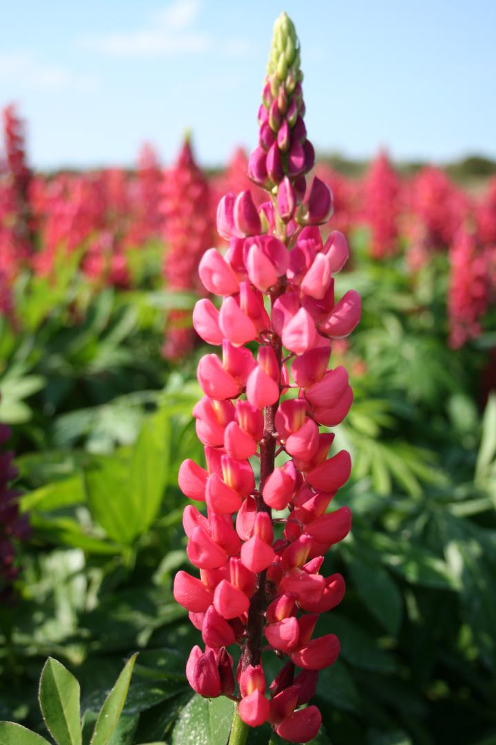 Lupinus  'The Pages'