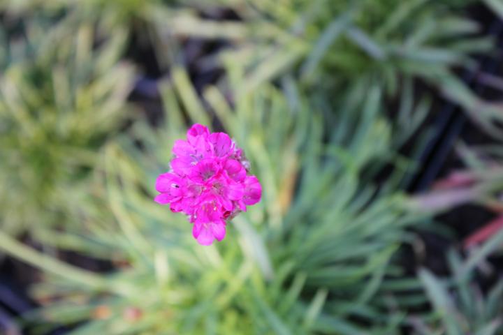 Lychnis alpina 'Rosea'