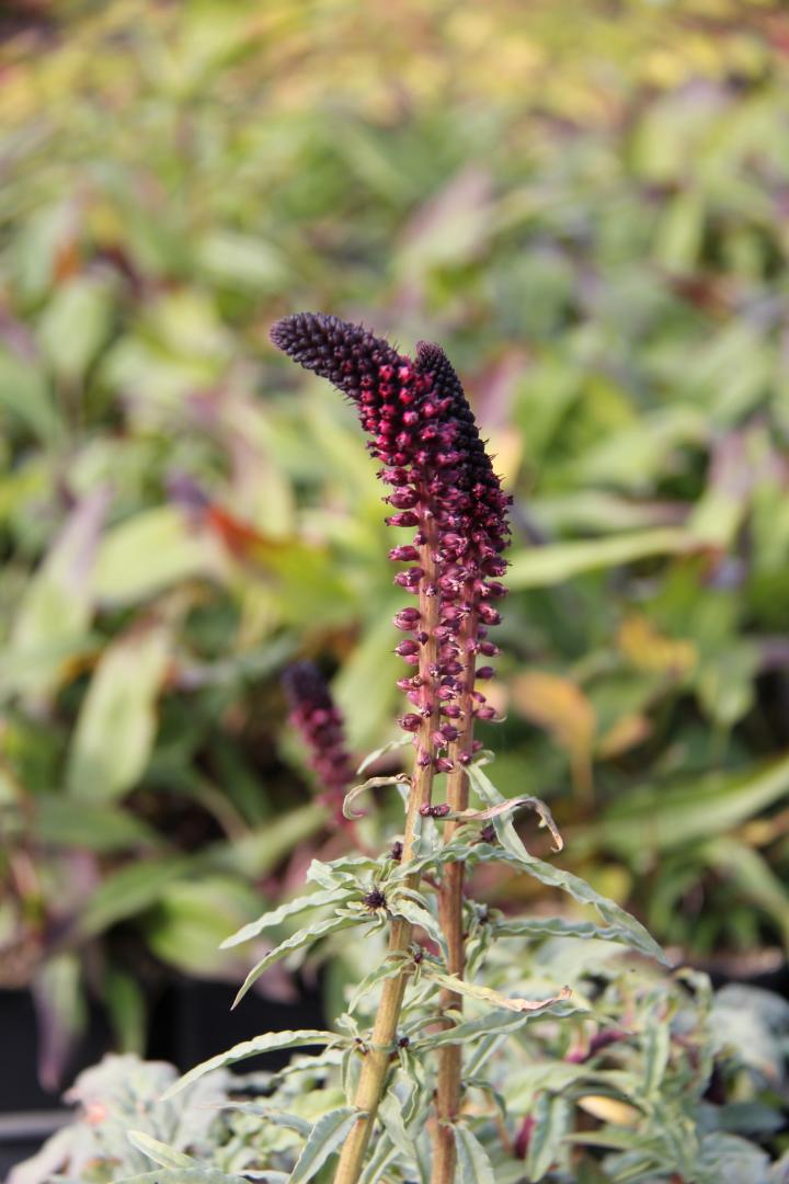 Lysimachia atropurpurea