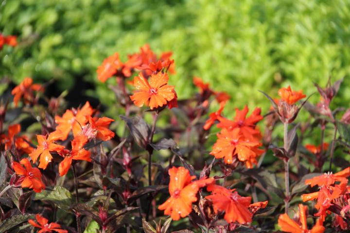 Lychnis arkwrightii 'Vesuvius'