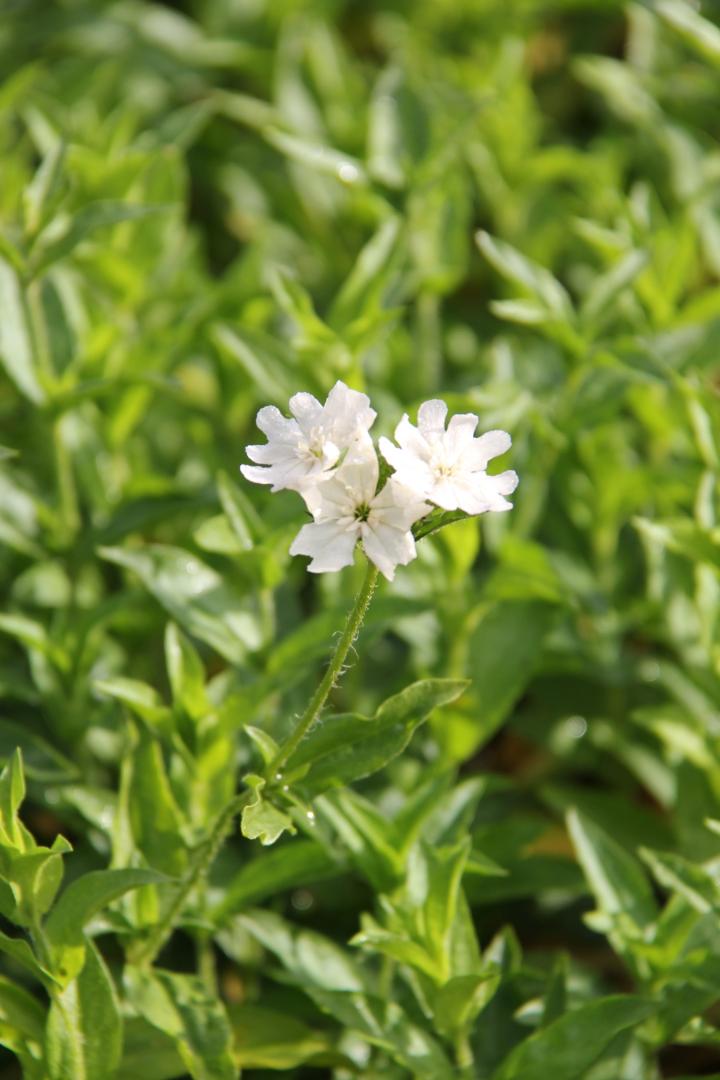Lychnis chalcedonica 'Alba'