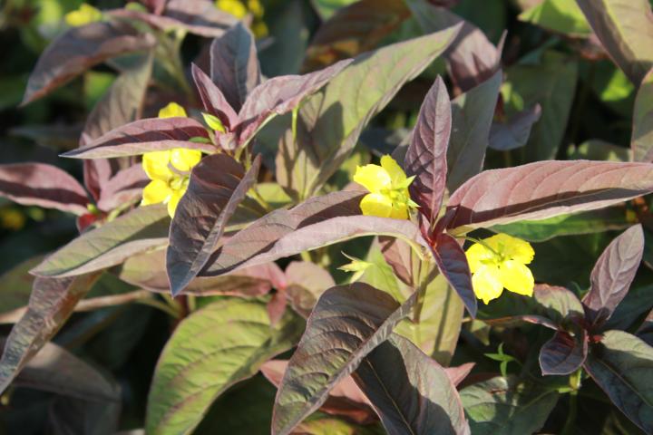 Lysimachia ciliata 'Firecracker'