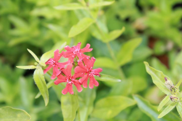 Lychnis chalcedonica