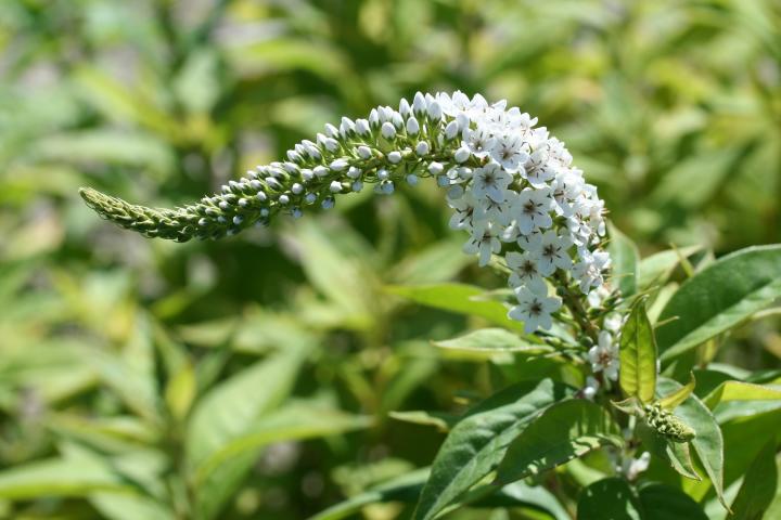 Lysimachia clethroides