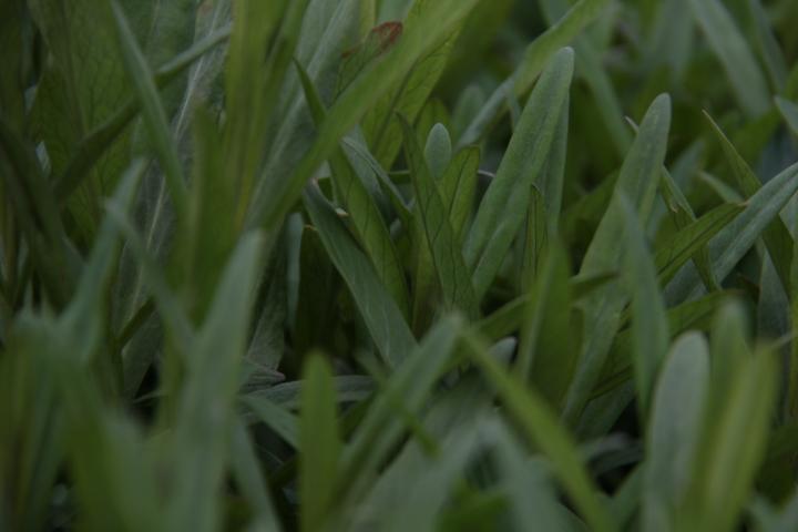 Lysimachia ephemerum