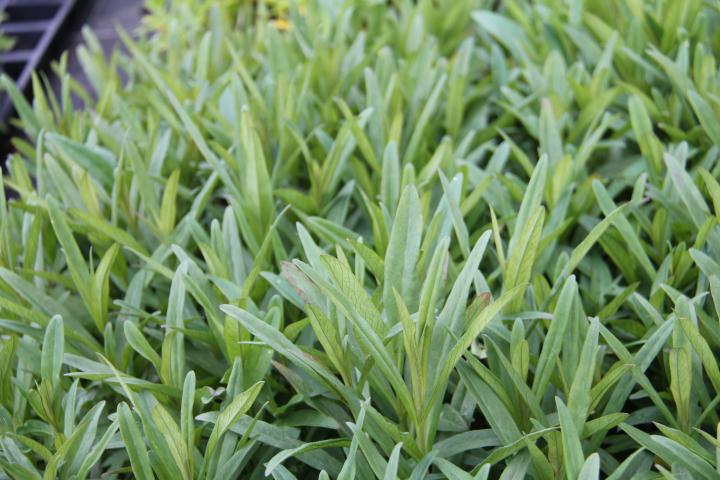 Lysimachia ephemerum