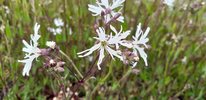 Lychnis flos-cuculi 'White Robin'