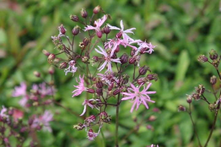 Lychnis flos-cuculi