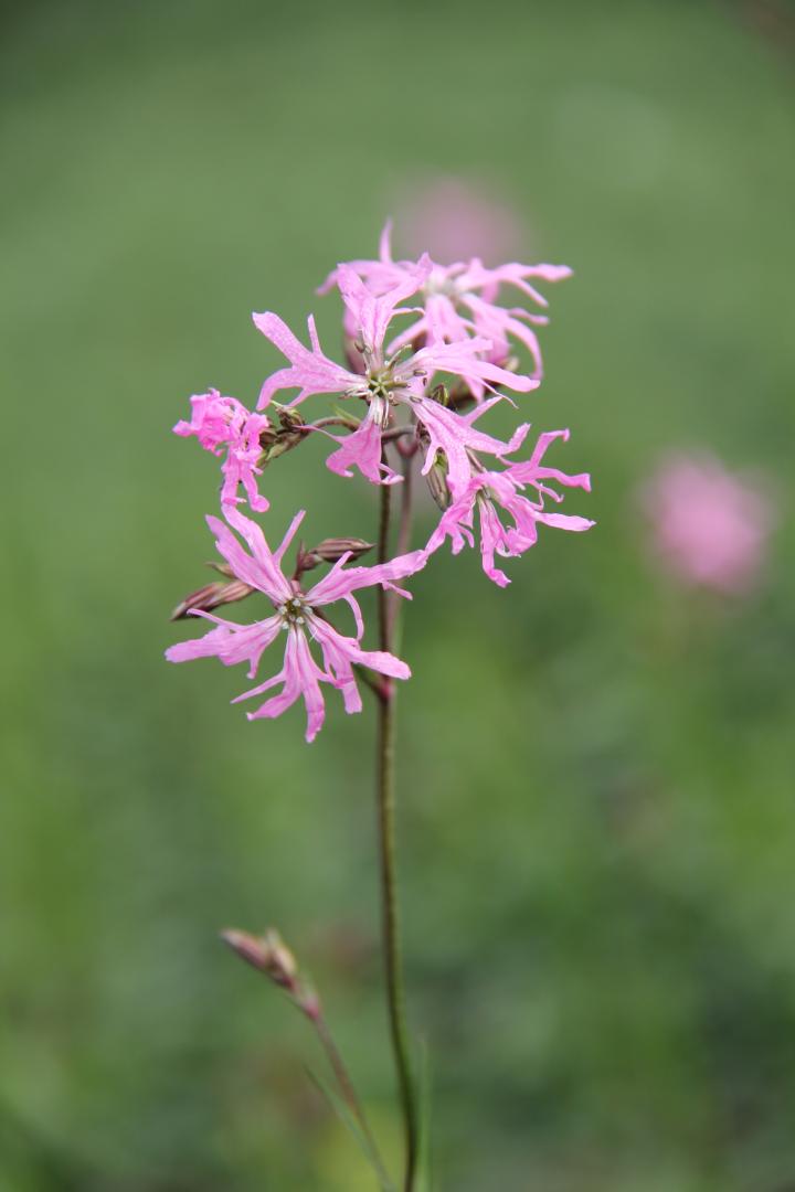 Lychnis flos-cuculi