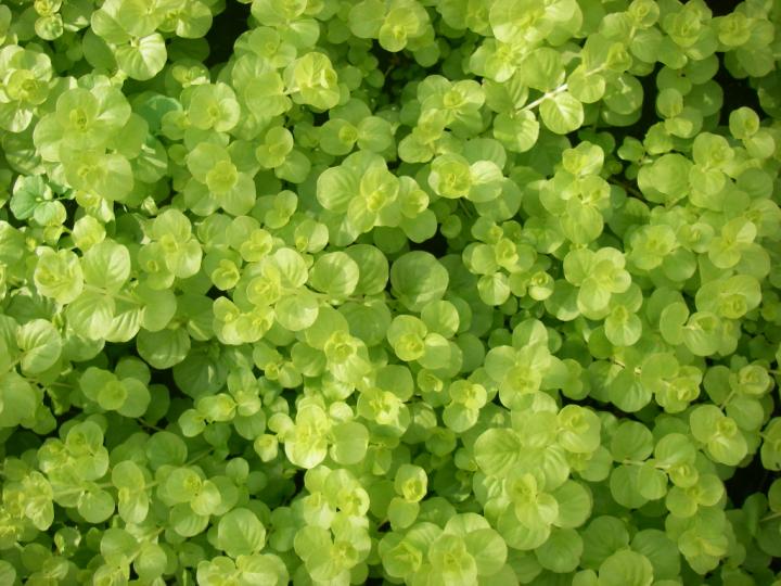 Lysimachia nummularia 'Aurea'