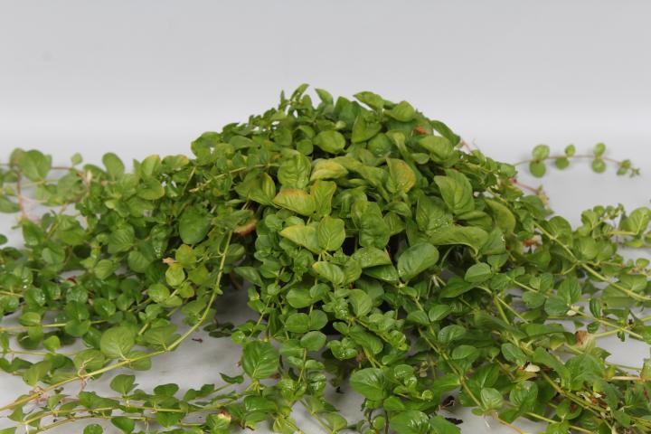 Lysimachia nummularia