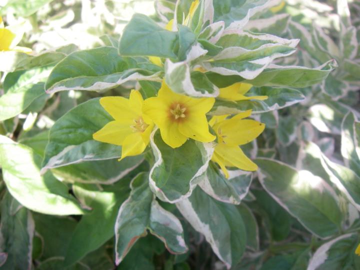 Lysimachia punctata 'Alexander'