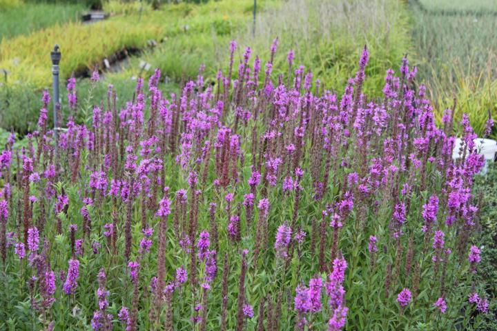 Lythrum salicaria