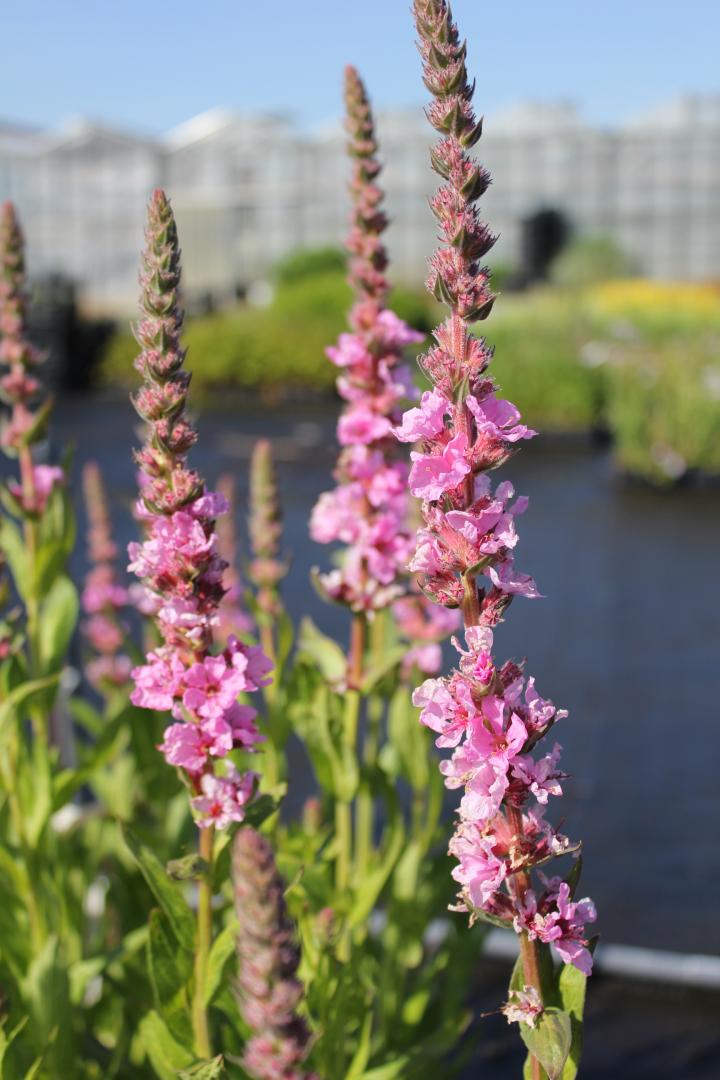 Lythrum salicaria 'Blush'