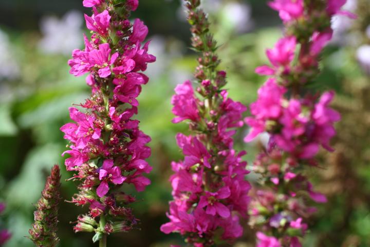 Lythrum salicaria 'Robert'