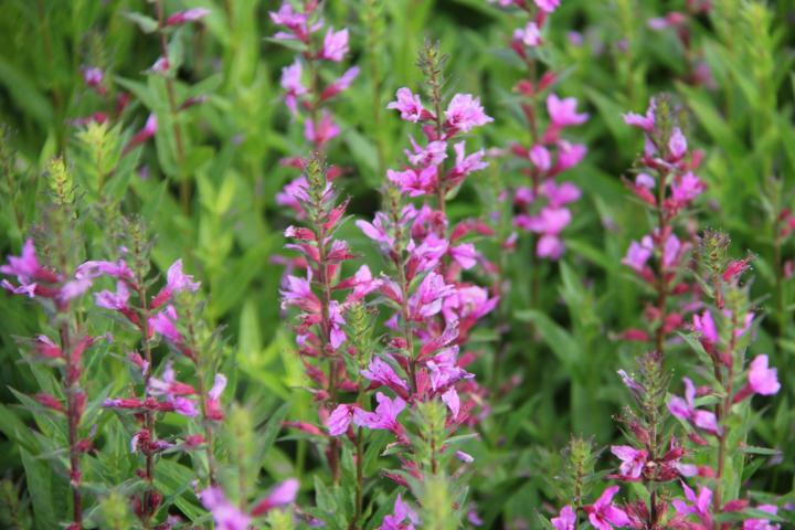Lythrum salicaria 'Robin' ®