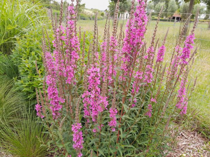 Lythrum salicaria 'Zigeunerblut'
