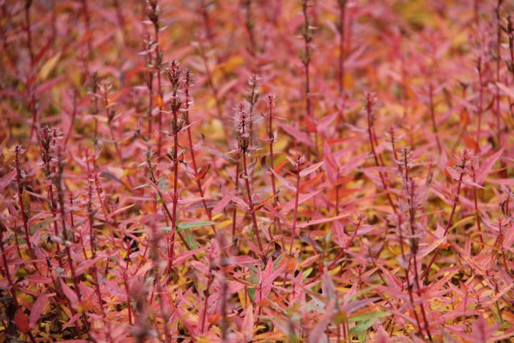 Lythrum salicaria 'Zigeunerblut'