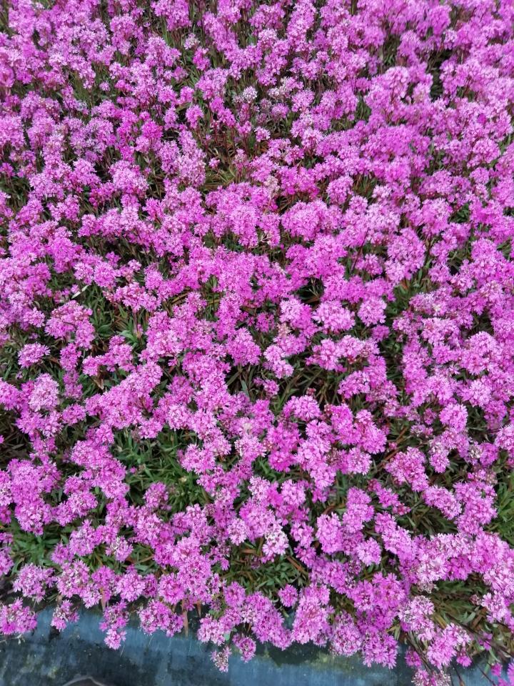 Lychnis viscaria 'Splendens'