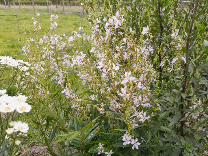 Lythrum virgatum 'White Swirl'