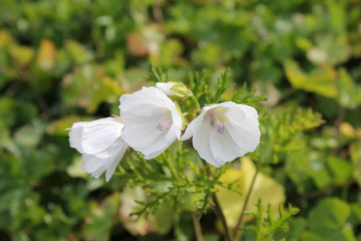 Malva moschata 'Alba'