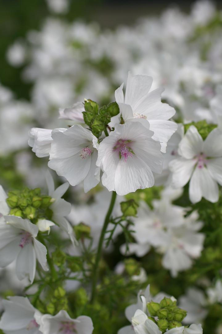 Malva moschata 'Alba'