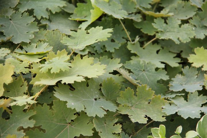 Macleaya microcarpa 'Kelway's Coral plume'