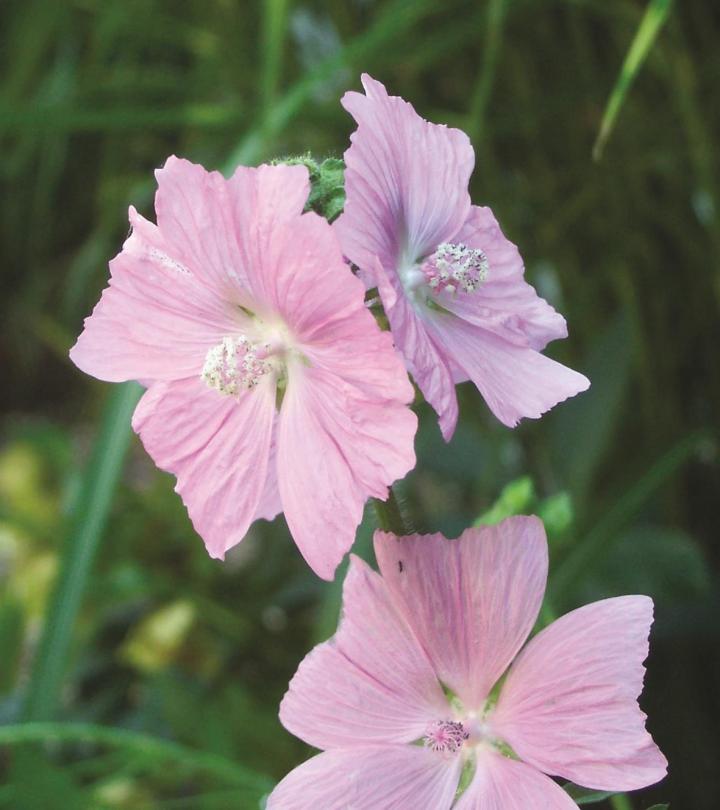 Malva moschata 'Rosea'