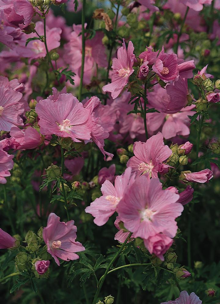 Malva moschata 'Rosea'