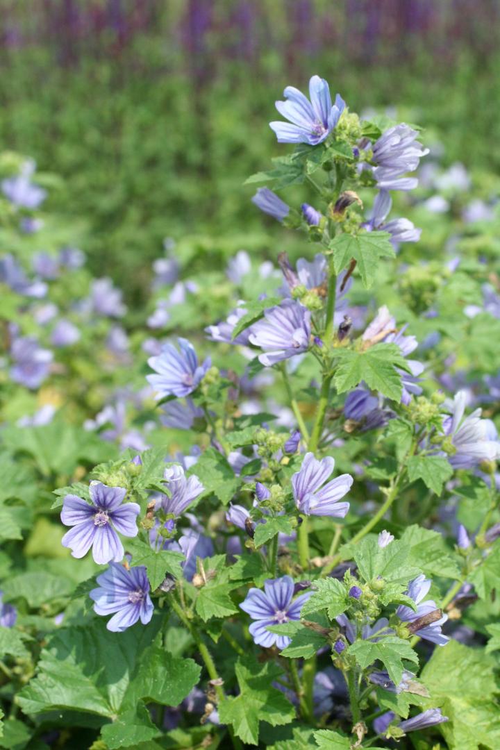 Malva sylvestris 'Primley Blue'