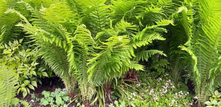 Matteucia struthiopteris