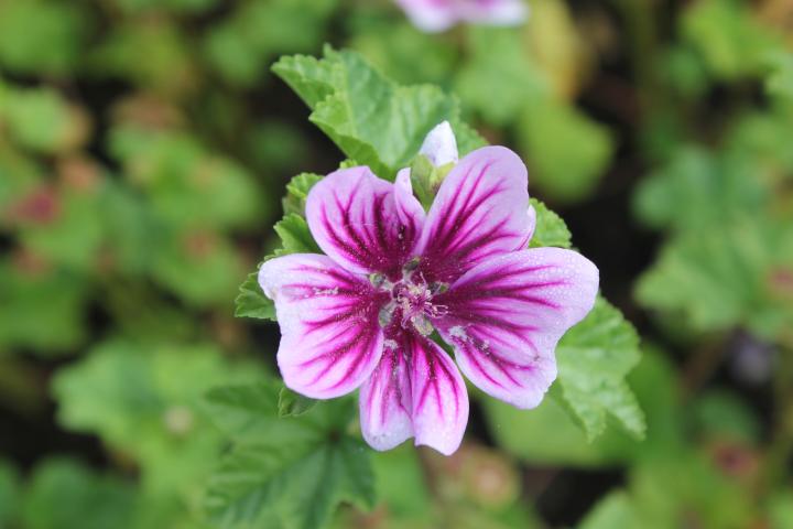 Malva sylvestris 'Zebrina'