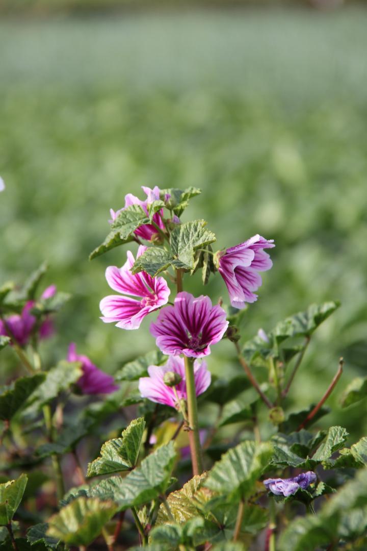 Malva sylvestris 'Zebrina'