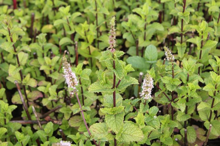 Mentha aquatica
