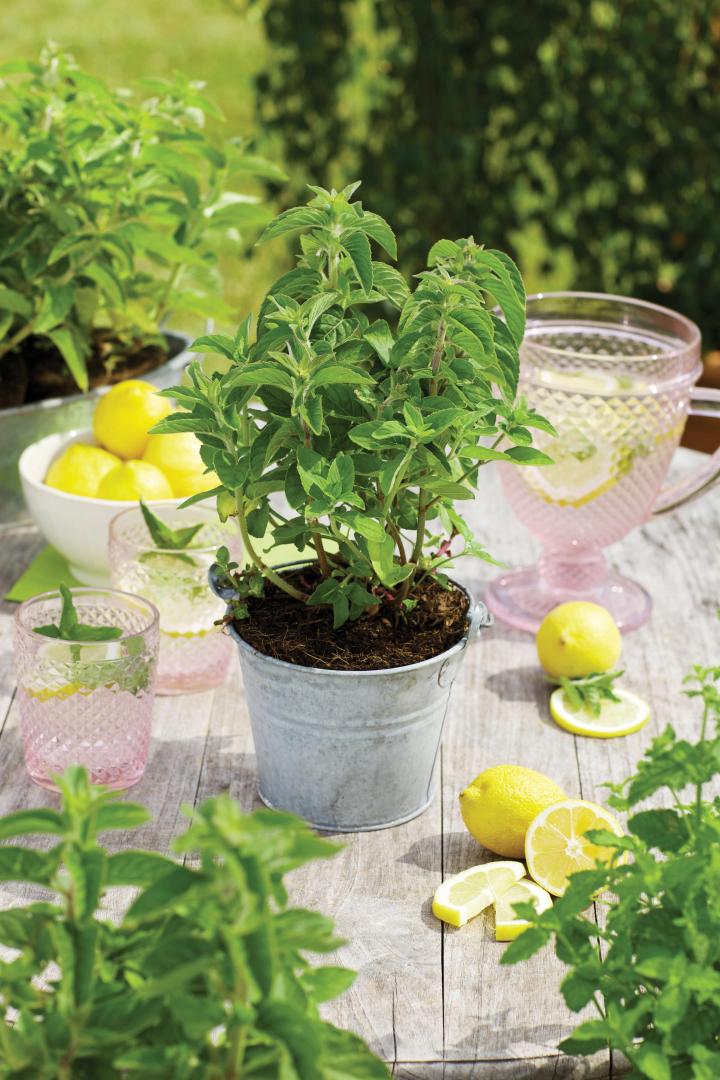 Mentha piperita (x) Citrata'