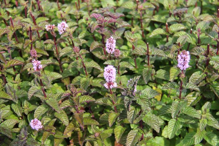 Mentha spicata 'Blackcurrant'