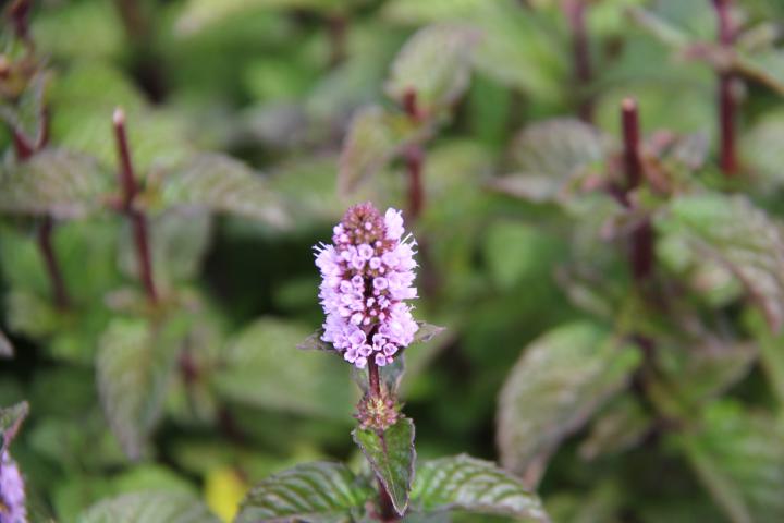Mentha spicata 'Blackcurrant'